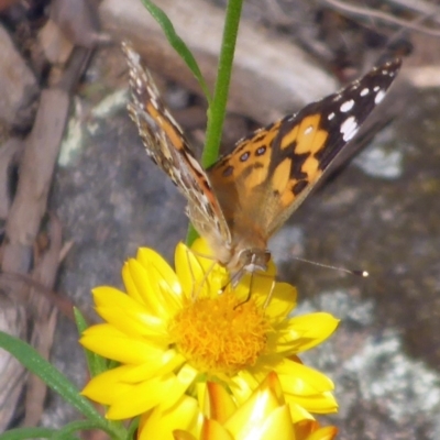 Vanessa kershawi (Australian Painted Lady) at Aranda, ACT - 22 Nov 2015 by JanetRussell