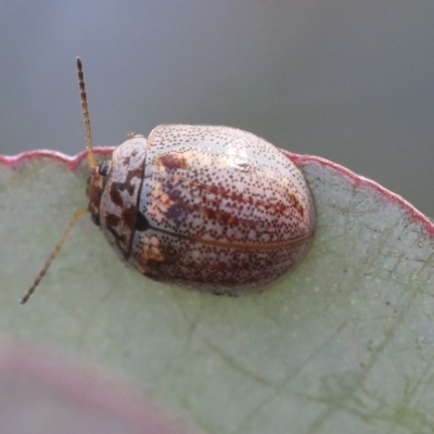 Paropsisterna m-fuscum (Eucalyptus Leaf Beetle) at Scullin, ACT - 8 Dec 2019 by AlisonMilton