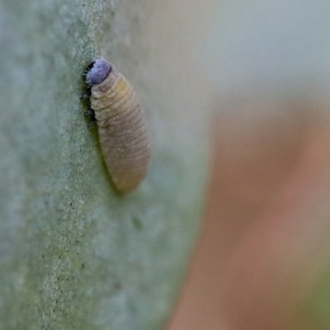 Paropsisterna m-fuscum at Scullin, ACT - 9 Dec 2019