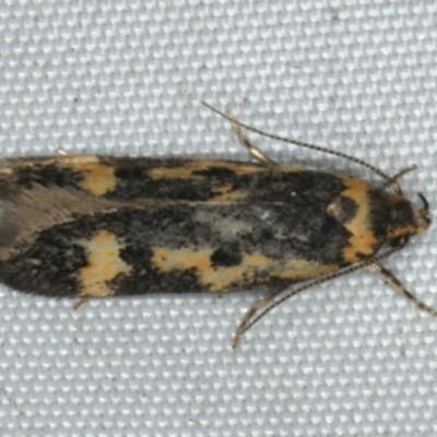 Diaphanta chryseres (Black and Yellow Barea) at Rosedale, NSW - 16 Nov 2019 by jb2602
