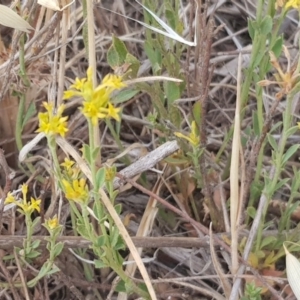 Pimelea curviflora at Molonglo Valley, ACT - 13 Dec 2019 09:09 AM