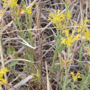 Pimelea curviflora at Molonglo Valley, ACT - 13 Dec 2019 09:09 AM