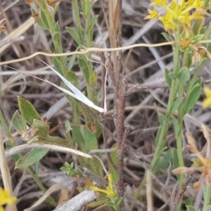 Pimelea curviflora at Molonglo Valley, ACT - 13 Dec 2019 09:09 AM