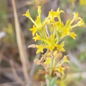 Pimelea curviflora at Molonglo Valley, ACT - 13 Dec 2019 09:09 AM