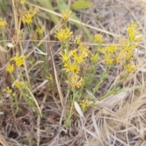 Pimelea curviflora at Molonglo Valley, ACT - 13 Dec 2019 09:09 AM