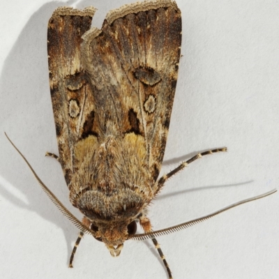 Agrotis munda (Brown Cutworm) at Kambah, ACT - 14 Dec 2019 by Marthijn