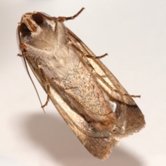 Agrotis munda at Kambah, ACT - 14 Dec 2019