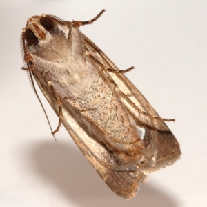 Agrotis munda at Kambah, ACT - 14 Dec 2019