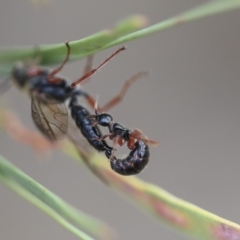 Tiphiidae (family) (Unidentified Smooth flower wasp) at Scullin, ACT - 8 Dec 2019 by AlisonMilton