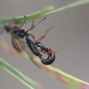 Tiphiidae (family) at Scullin, ACT - 9 Dec 2019