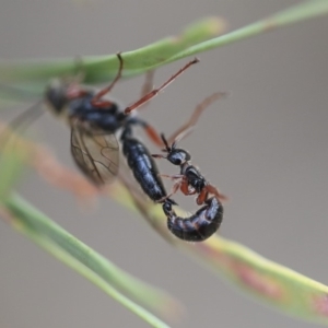 Tiphiidae (family) at Scullin, ACT - 9 Dec 2019