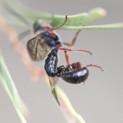 Tiphiidae (family) at Scullin, ACT - 9 Dec 2019