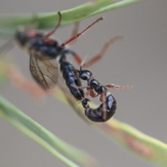 Tiphiidae (family) at Scullin, ACT - 9 Dec 2019 08:58 AM