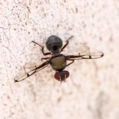 Pogonortalis doclea at Scullin, ACT - 11 Dec 2019