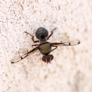 Pogonortalis doclea at Scullin, ACT - 11 Dec 2019