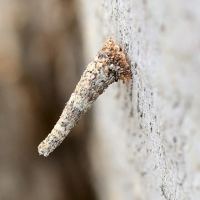 Conoeca or Lepidoscia (genera) IMMATURE (Unidentified Cone Case Moth larva, pupa, or case) at Scullin, ACT - 9 Dec 2019 by AlisonMilton