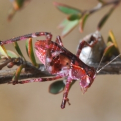 Caedicia simplex (Common Garden Katydid) at Hackett, ACT - 10 Dec 2019 by Harrisi