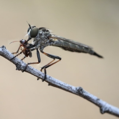 Cerdistus sp. (genus) (Slender Robber Fly) at Scullin, ACT - 8 Dec 2019 by AlisonMilton