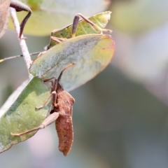 Amorbus sp. (genus) (Eucalyptus Tip bug) at Scullin, ACT - 11 Dec 2019 by AlisonMilton