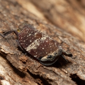 Platybrachys sp. (genus) at Symonston, ACT - 14 Dec 2019