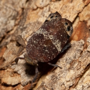 Platybrachys sp. (genus) at Symonston, ACT - 14 Dec 2019 03:30 PM