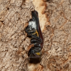 Platybrachys sp. (genus) at Symonston, ACT - 14 Dec 2019 03:30 PM