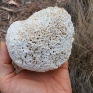 Laetiporus portentosus at Hackett, ACT - 15 Dec 2019