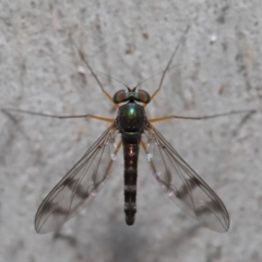 Heteropsilopus sp. (genus) at Acton, ACT - 14 Dec 2019 12:36 PM