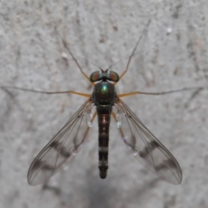 Heteropsilopus sp. (genus) at Acton, ACT - 14 Dec 2019