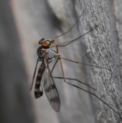 Heteropsilopus sp. (genus) at Acton, ACT - 14 Dec 2019 12:36 PM