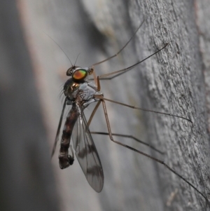 Heteropsilopus sp. (genus) at Acton, ACT - 14 Dec 2019