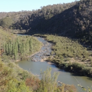 Populus nigra at Tennent, ACT - 11 Nov 2019