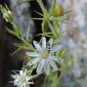 Stellaria pungens at Tennent, ACT - 11 Nov 2019