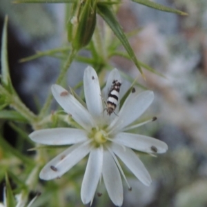 Glyphipterix meteora at Tennent, ACT - 11 Nov 2019 07:24 PM