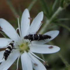 Glyphipterix (genus) at Tennent, ACT - 11 Nov 2019