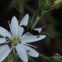 Glyphipterix (genus) at Tennent, ACT - 11 Nov 2019