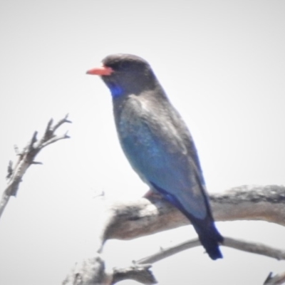 Eurystomus orientalis (Dollarbird) at Amaroo, ACT - 12 Dec 2019 by JohnBundock