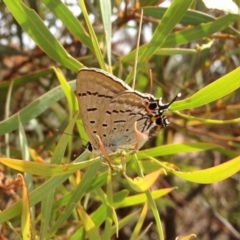 Jalmenus ictinus (Stencilled Hairstreak) at Dunlop, ACT - 14 Dec 2019 by KMcCue