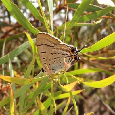 Jalmenus ictinus (Stencilled Hairstreak) at Dunlop, ACT - 15 Dec 2019 by KMcCue