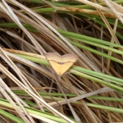 Anachloris subochraria (Golden Grass Carpet) at Dunlop, ACT - 15 Dec 2019 by KMcCue