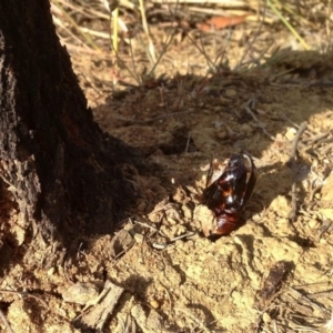 Hepialidae (family) at Dunlop, ACT - 15 Dec 2019