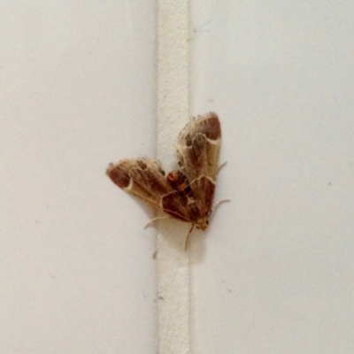 Pyralis farinalis (Meal Moth (Pyralinae) at Aranda, ACT - 15 Dec 2019 by KMcCue