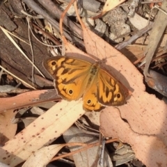 Heteronympha merope (Common Brown Butterfly) at Dunlop, ACT - 14 Dec 2019 by KMcCue