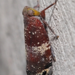 Platybrachys decemmacula (Green-faced gum hopper) at Acton, ACT - 14 Dec 2019 by TimL