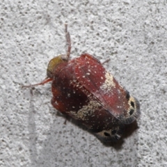 Platybrachys decemmacula at Acton, ACT - 14 Dec 2019