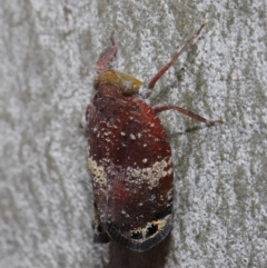 Platybrachys decemmacula at Acton, ACT - 14 Dec 2019 12:19 PM