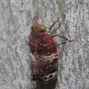 Platybrachys decemmacula at Acton, ACT - 14 Dec 2019