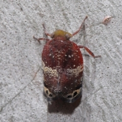 Platybrachys decemmacula at Acton, ACT - 14 Dec 2019