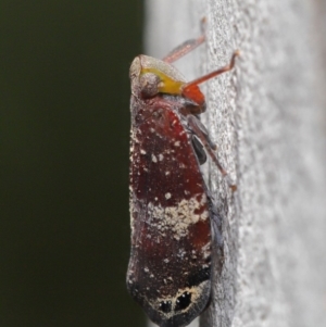 Platybrachys decemmacula at Acton, ACT - 14 Dec 2019 12:19 PM