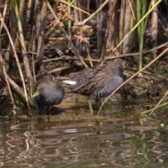 Porzana fluminea (Australian Spotted Crake) at Denman Prospect, ACT - 13 Dec 2019 by rawshorty